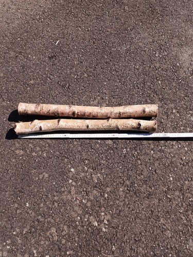 Birkenäste 56 cm - 2, ca.