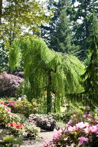 Betula pendula youngii - betula,