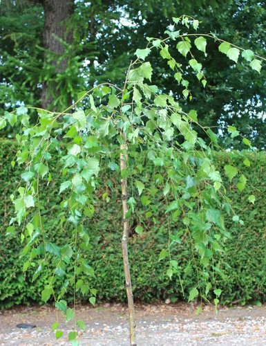 Trauerbirke betula pendula - trauerbirke,