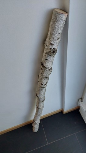 Ast birkenast 120 - ast, ca.