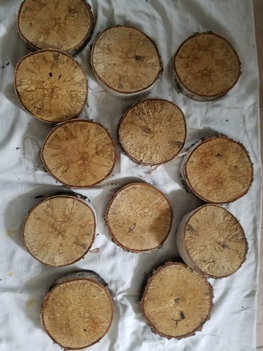 12x birkenscheiben birke - 15,