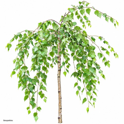Trauerbirke betula pendula - betula,