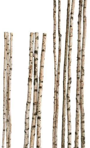 Birkenstamm 180 4 cm - 180, ø