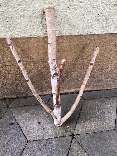 Ast birkenzweig deko diy - deko,