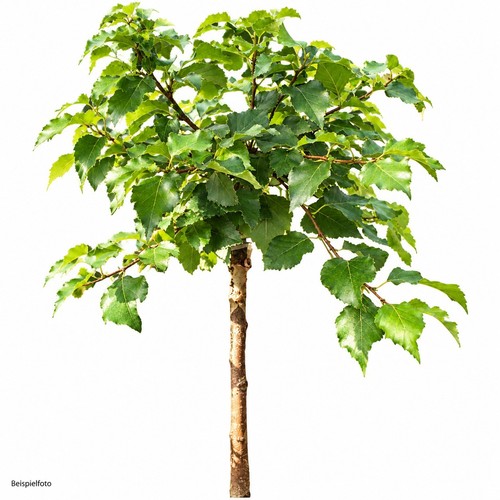 Kugelbirke betula pendula - kugelbirke,