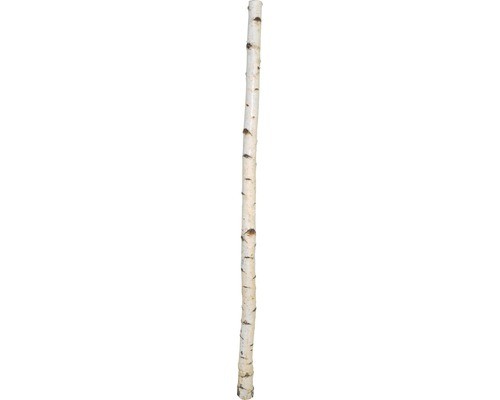 Birkenstamm 180 cm - cm,
