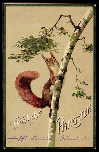 Eichhörnchen stamm einer - stamm,