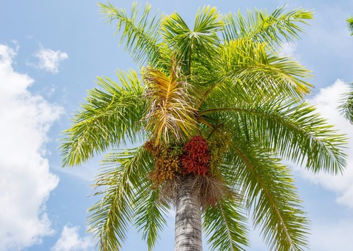 Samen die super - die, super-palme