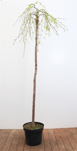 Betula pendula youngii - pendula, 'youngii'