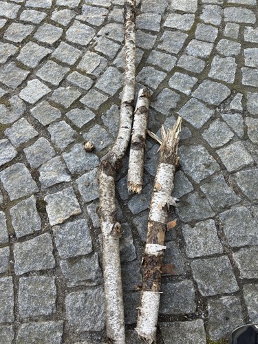 Birkenäste 56 cm - ca.,